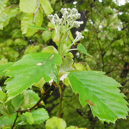 Sorbus herbipolitana \ Wrzburger Mehlbeere / Wuerzburg Whitebeam, D Güntersleben 4.5.2013