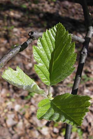 Sorbus heilingensis \ Heilinger Mehlbeere / Heilingen Whitebeam, D Thüringen, Kleinbucha 8.5.2013