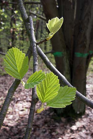 Sorbus heilingensis \ Heilinger Mehlbeere / Heilingen Whitebeam, D Thüringen, Kleinbucha 8.5.2013