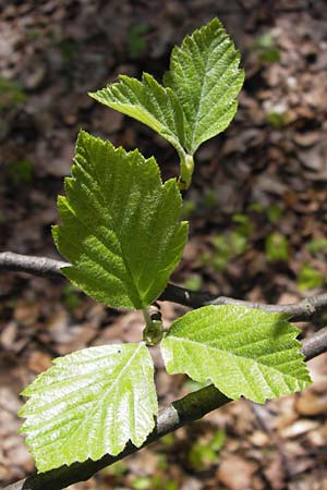 Sorbus heilingensis \ Heilinger Mehlbeere / Heilingen Whitebeam, D Thüringen, Kleinbucha 8.5.2013