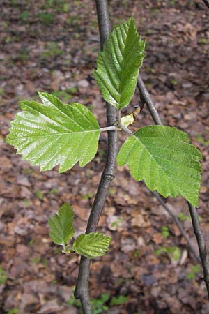 Sorbus heilingensis \ Heilinger Mehlbeere / Heilingen Whitebeam, D Thüringen, Kleinbucha 8.5.2013