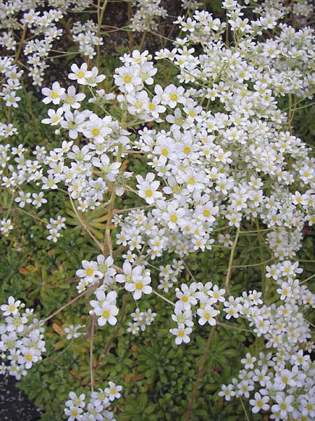 Saxifraga hostii \ Hosts Steinbrech / Host's Saxifrage, D Botan. Gar.  Universit.  Heidelberg 11.6.2013