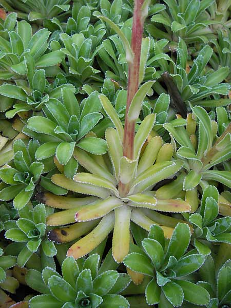 Saxifraga hostii \ Hosts Steinbrech / Host's Saxifrage, D Botan. Gar.  Universit.  Heidelberg 11.6.2013