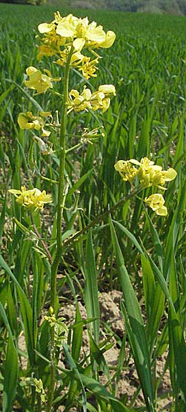 Sinapis alba \ Weier Senf / White Mustard, D Bruchsal 7.5.2006