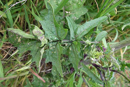 Sisymbrium officinale \ Weg-Rauke / Hedge Mustard, D Odenwald, Nieder-Ramstadt 9.5.2006
