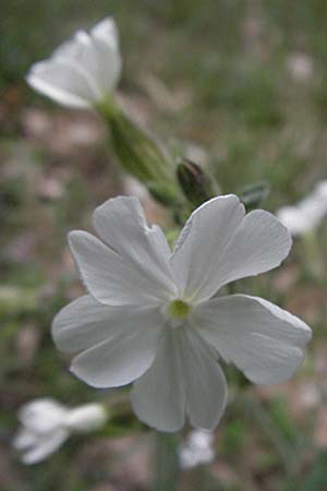 Silene latifolia subsp. alba \ Weie Lichtnelke / White Campion, D Bürstadt 15.5.2006