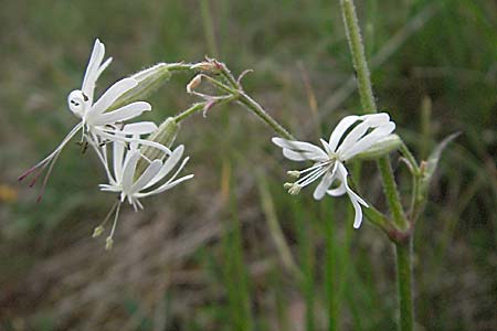 Silene nutans \ Nickendes Leimkraut / Nottingham Catchfly, D Bensheim 15.5.2006