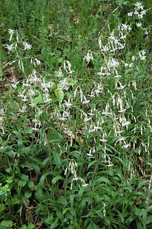 Silene nutans \ Nickendes Leimkraut / Nottingham Catchfly, D Odenwald, Unterabtsteinach 20.5.2006