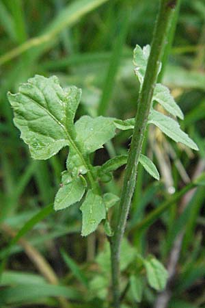 Sisymbrium officinale \ Weg-Rauke / Hedge Mustard, D Odenwald, Unterabtsteinach 23.5.2006