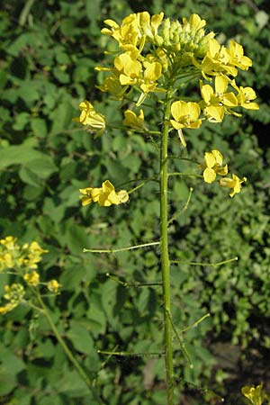 Sisymbrium loeselii \ Loesels Rauke / False London Rocket, D Weinheim an der Bergstraße 23.5.2006