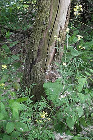 Coincya monensis subsp. cheiranthos, Lacksenf