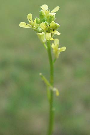 Sisymbrium officinale \ Weg-Rauke / Hedge Mustard, D Odenwald, Unterabtsteinach 19.6.2006