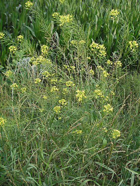 Sisymbrium loeselii \ Loesels Rauke / False London Rocket, D Viernheim 7.7.2006