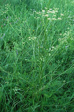 Silaum silaus \ Wiesen-Silge / Pepper Saxifrage, D Mannheim 24.7.2006