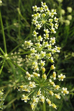 Silaum silaus \ Wiesen-Silge / Pepper Saxifrage, D Mannheim 24.7.2006