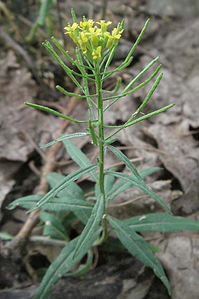 Erysimum cheiranthoides \ Acker-Schterich, Acker-Schotendotter / Treacle Mustard, D Mannheim 31.7.2006