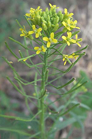 Erysimum cheiranthoides \ Acker-Schterich, Acker-Schotendotter / Treacle Mustard, D Mannheim 31.7.2006