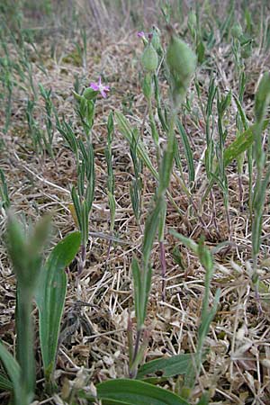 Silene conica \ Kegel-Leimkraut / Sand Campion, D Sandhausen 7.5.2007