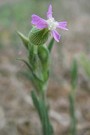 Silene conica \ Kegel-Leimkraut / Sand Campion, D Sandhausen 7.5.2007