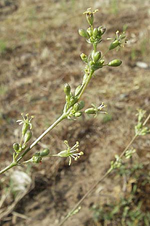 Silene otites \ Ohrlffel-Leimkraut / Spanish Catchfly, D Sandhausen 25.5.2007