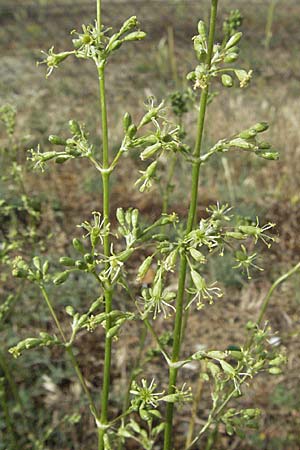 Silene otites, Ohrlöffel-Leimkraut