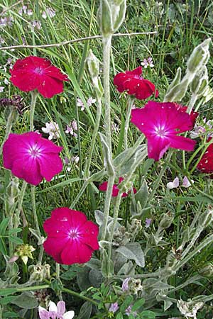Silene coronaria \ Kronen-Lichtnelke, Kranz-Lichtnelke / Rose Campion, D Mannheim 28.6.2007