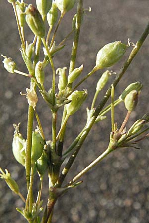Silene otites \ Ohrlffel-Leimkraut / Spanish Catchfly, D Sandhausen 31.7.2007