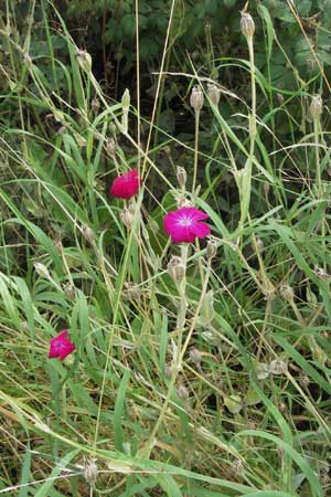 Silene coronaria \ Kronen-Lichtnelke, Kranz-Lichtnelke / Rose Campion, D Babenhausen 11.8.2007