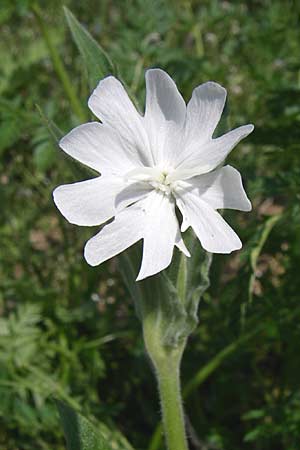 Silene latifolia subsp. alba, White Campion Silene latifolia subsp. alba, White Campion