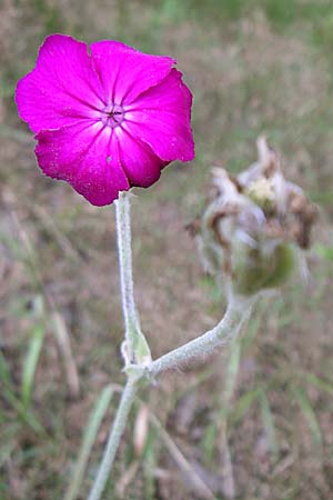 Silene coronaria \ Kronen-Lichtnelke, Kranz-Lichtnelke / Rose Campion, D Enkenbach-Alsenborn 20.7.2008