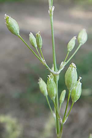Silene otites \ Ohrlffel-Leimkraut / Spanish Catchfly, D Darmstadt 17.6.2009