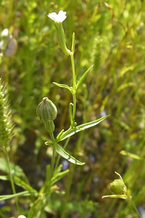 Silene linicola \ Flachs-Leimkraut, Lein-Nelke / Flaxfield Catchfly, D Botan. Gar.  Universit.  Mainz 11.7.2009