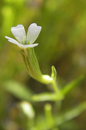 Silene linicola \ Flachs-Leimkraut, Lein-Nelke / Flaxfield Catchfly, D Botan. Gar.  Universit.  Mainz 11.7.2009