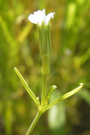 Silene linicola \ Flachs-Leimkraut, Lein-Nelke / Flaxfield Catchfly, D Botan. Gar.  Universit.  Mainz 11.7.2009