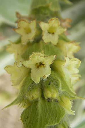 Sideritis syriaca \ Syrisches Gliedkraut, Griechischer Bergtee / Greek Mountain Tea, Shepherd`s Tea, D Botan. Gar.  Universit.  Mainz 11.7.2009