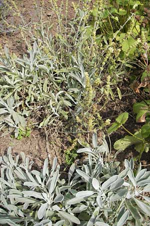 Sideritis syriaca \ Syrisches Gliedkraut, Griechischer Bergtee / Greek Mountain Tea, Shepherd`s Tea, D Botan. Gar.  Universit.  Mainz 11.7.2009