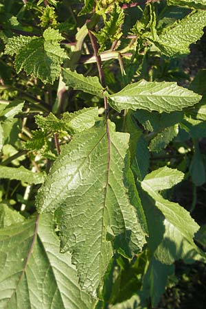 Sinapis alba \ Weier Senf / White Mustard, D Mannheim 20.9.2011