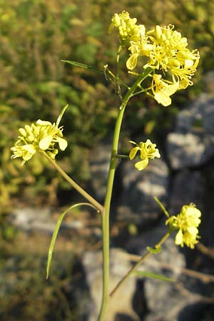 Sinapis alba \ Weier Senf / White Mustard, D Mannheim 20.9.2011