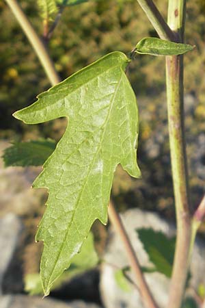 Sinapis alba \ Weier Senf / White Mustard, D Mannheim 20.9.2011