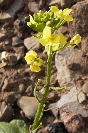 Sinapis alba \ Weier Senf / White Mustard, D Heidelberg 21.7.2012