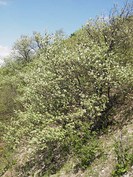 Sorbus isenacensis \ Eisenacher Mehlbeere / Eisenach Whitebeam, D Thüringen, Eisenach 8.5.2013