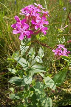 Silene armeria \ Nelken-Leimkraut / Sweet-William Campion, D Rhön, Milseburg 6.7.2013