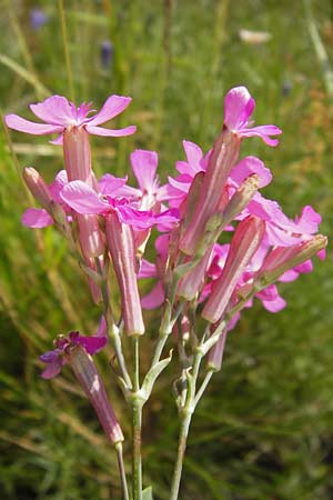 Silene armeria \ Nelken-Leimkraut / Sweet-William Campion, D Rhön, Milseburg 6.7.2013