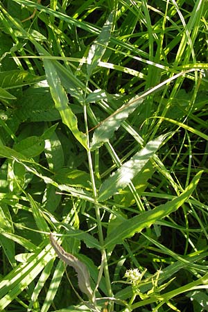 Sium latifolium \ Groer Merk, Breitblttriger Merk / Greater Water Parsnip, D Lampertheim 16.8.2013