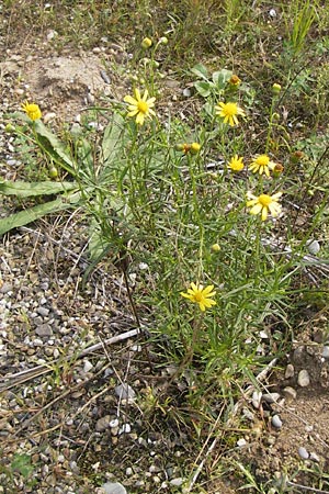 Senecio inaequidens \ Schmalblttriges Greiskraut / Narrow-Leaved Ragwort, D Mannheim 21.9.2013