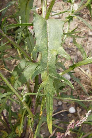 Senecio inaequidens \ Schmalblttriges Greiskraut / Narrow-Leaved Ragwort, D Mannheim 28.9.2014