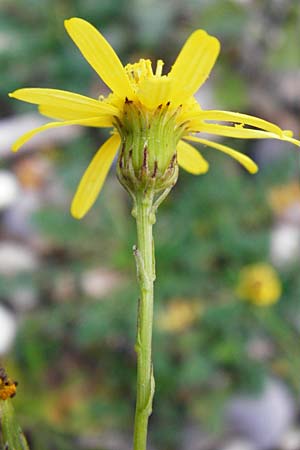 Senecio inaequidens \ Schmalblttriges Greiskraut / Narrow-Leaved Ragwort, D Mannheim 2.11.2014