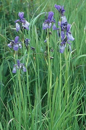 Iris sibirica \ Sibirische Schwertlilie / Siberian Iris, D Wellheim im Urdonautal 11.6.2005