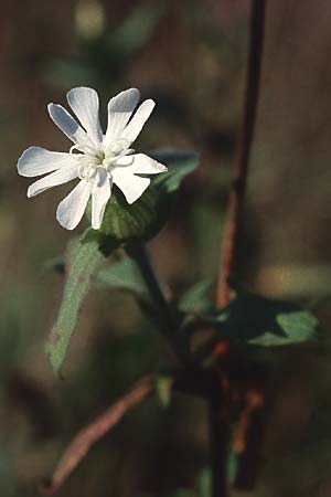 Silene latifolia subsp. alba \ Weie Lichtnelke / White Campion, D Mannheim 6.11.2005