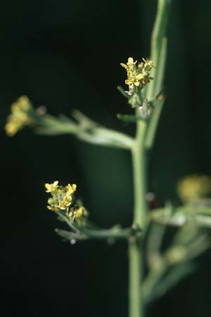 Sisymbrium officinale \ Weg-Rauke / Hedge Mustard, D Bruchsal 11.5.2006